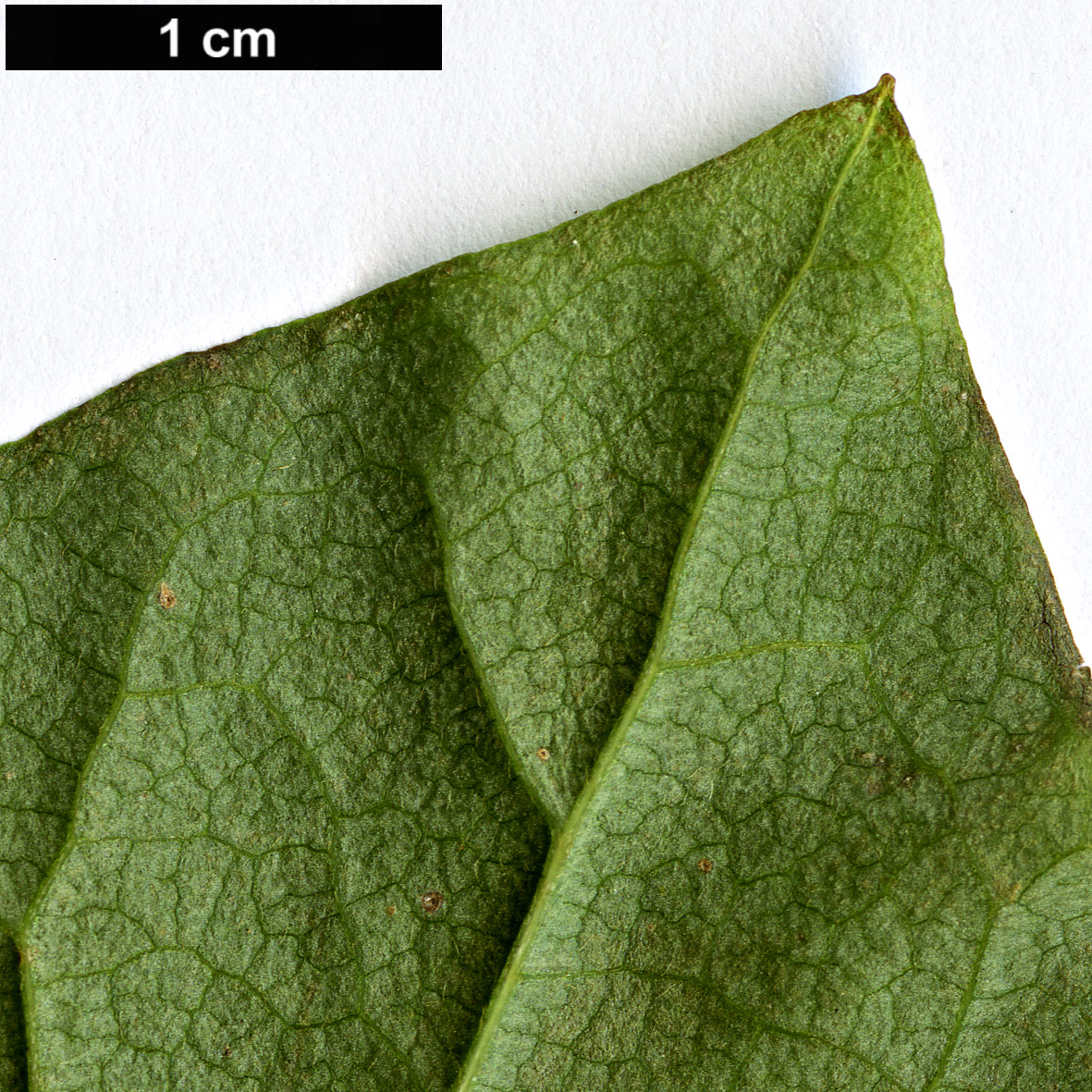 High resolution image: Family: Ericaceae - Genus: Rhododendron - Taxon: wadanum - SpeciesSub: f. album
